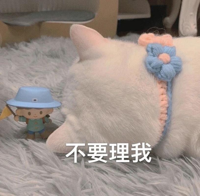 不要理我