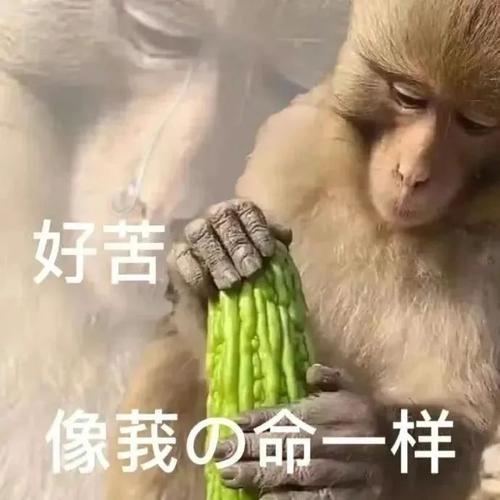 斗图神器表情包争霸赛：“‘好苦 像我的命一样’表情包主题”