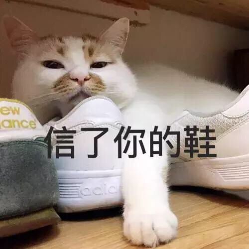 ew ance 信了你的鞋
