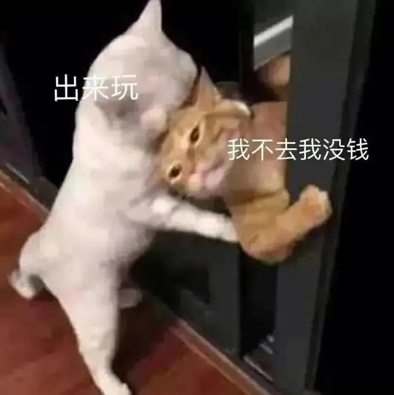 出来玩 我不去我没钱