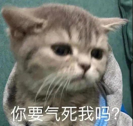 你要气死我吗？