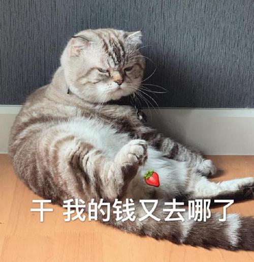 干我的钱又去哪了