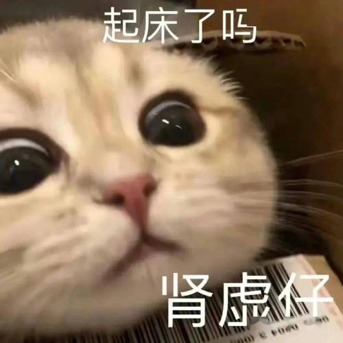 起床了吗 肾虚仔