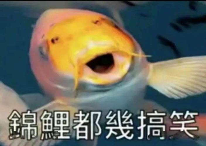 锦鲤都线搞笑