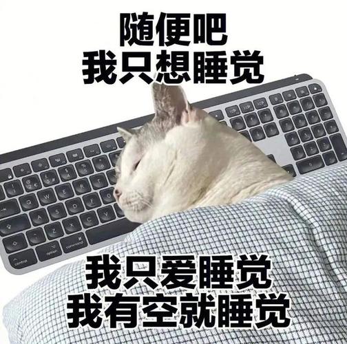 随便吧 我只想睡觉 我只爱睡觉 我有空就睡觉