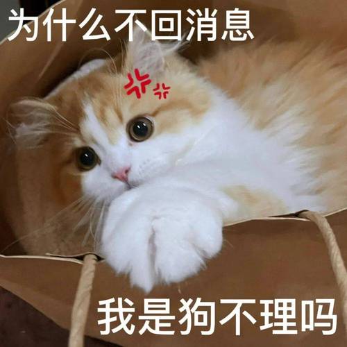 为什么不回消息 我是狗不理吗