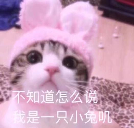 不知道怎么说 我是一只小兔叽