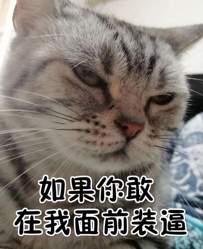 如果你敢 在我面前装逼