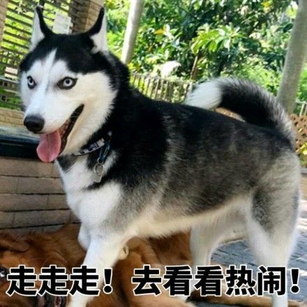 走走走！去看看热闹！