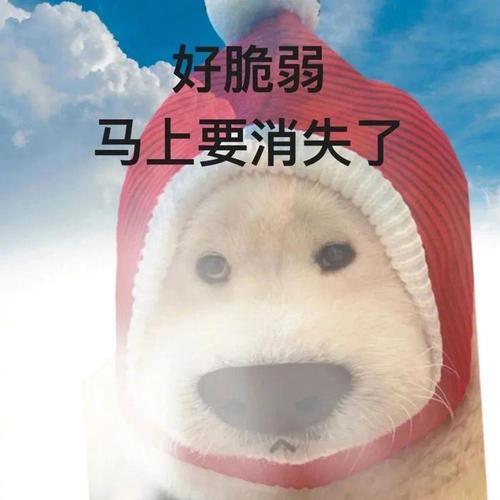 好脆弱 马上要消失了