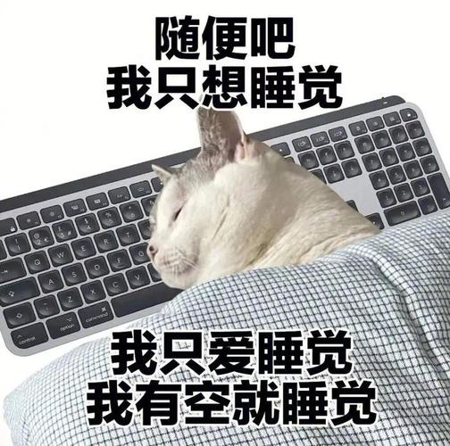 随便吧 我只想睡觉 我只爱睡觉 我有空就睡觉