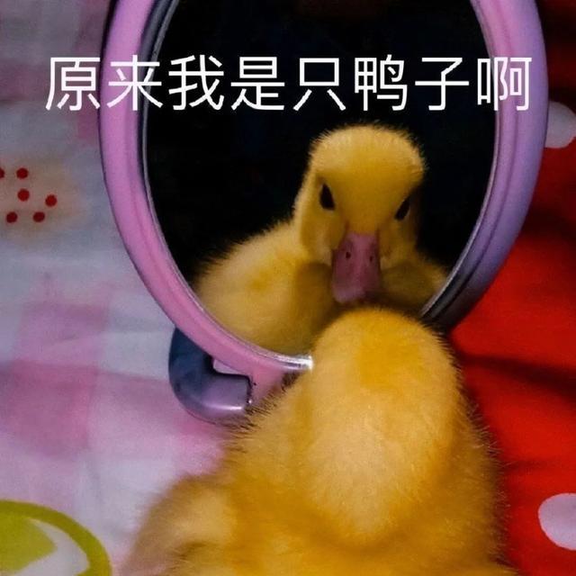 原来我是只鸭子啊