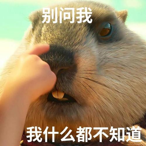 别问我 我什么都不知道