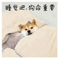 睡觉吧，狗命重要
