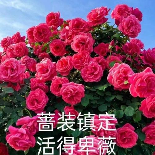 茜装镇定 活得卑薇