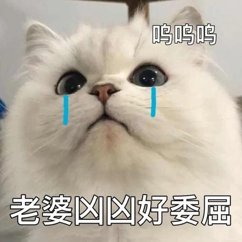 呜呜呜 老婆凶凶好委屈