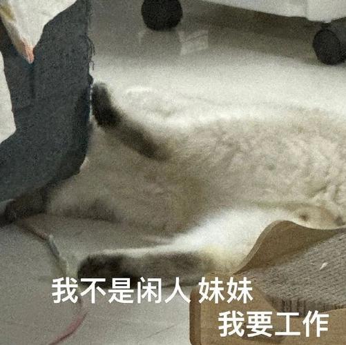 我不是闲人妹妹 我要工作