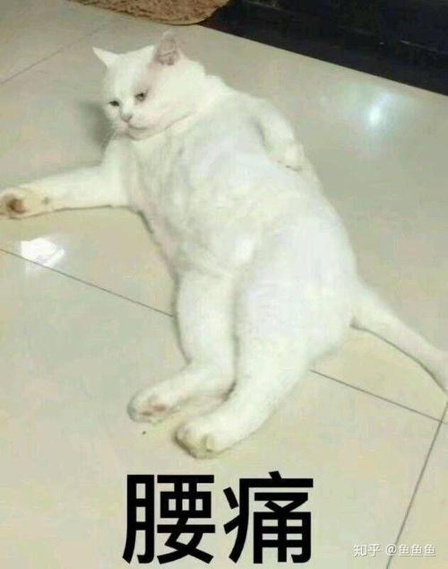 腰痛 知乎@鱼鱼鱼