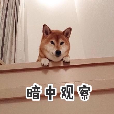 暗中观察