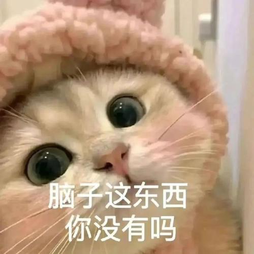 脑子这东西 你没有吗