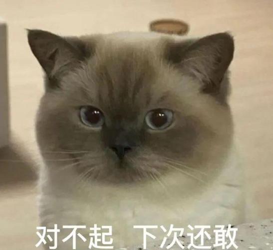 对不起下次还敢