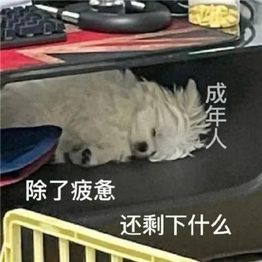 成年人 除了疲惫 还剩下什么