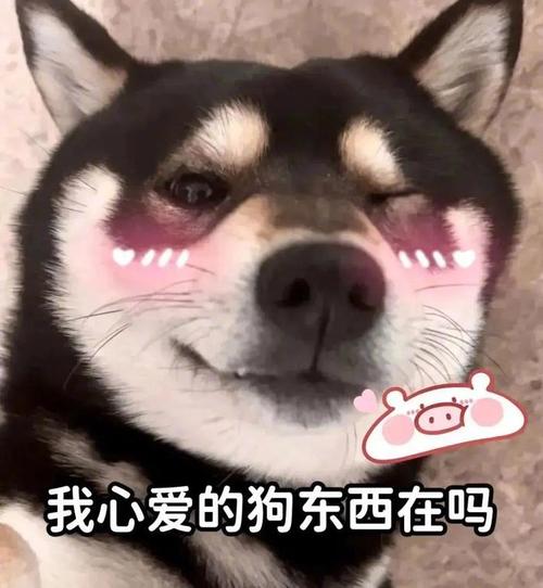 我心爱的狗东西在吗