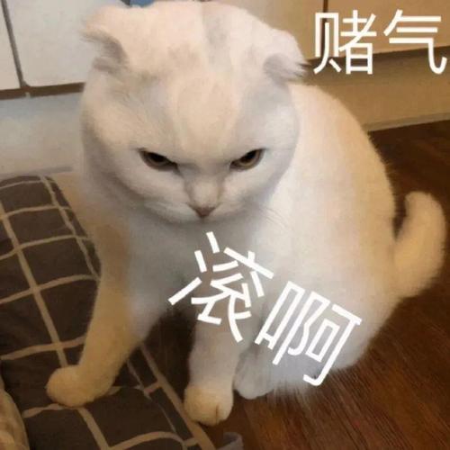 赌气 瓷啊