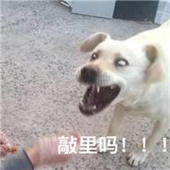 敲里吗！