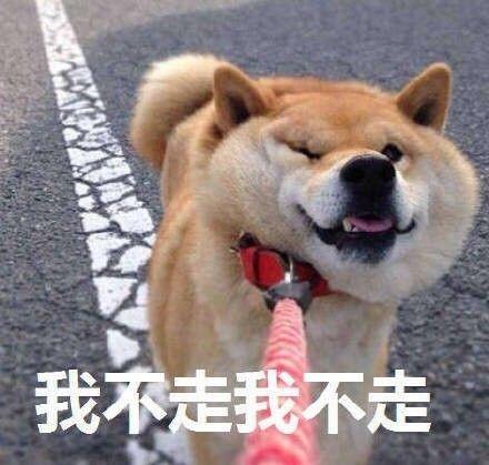 我不走我不走