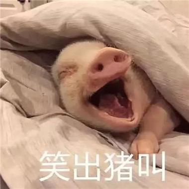 笑出猪叫
