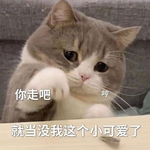 你走吧 就当没我这个小可爱了
