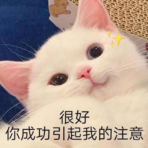 很好 你成功引起我的注意