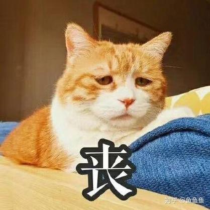 丧 知乎@鱼々々