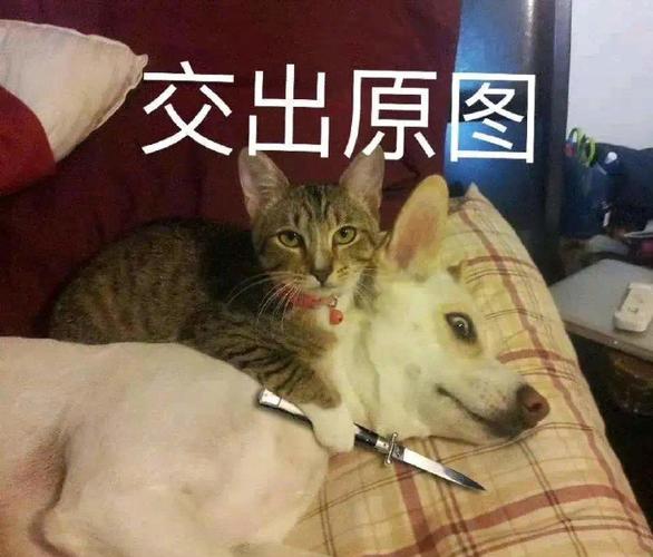 交出原图