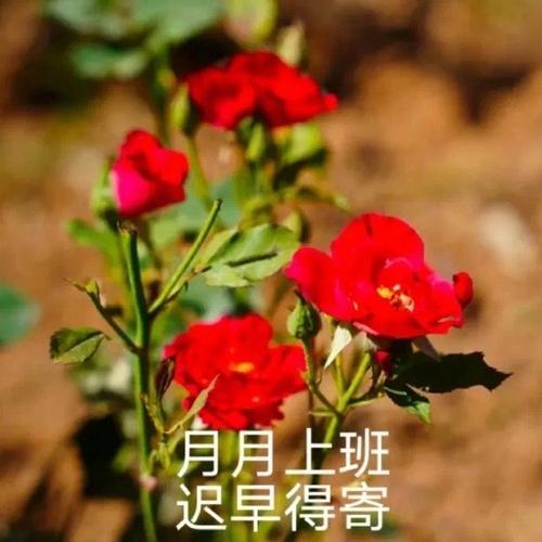 月月上班 迟早得寄