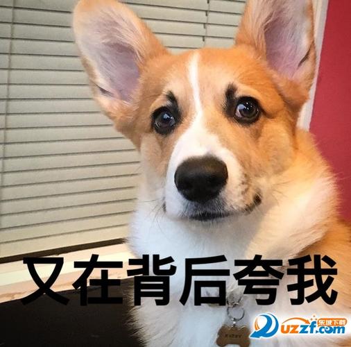 又在背后夸我 东坡下载