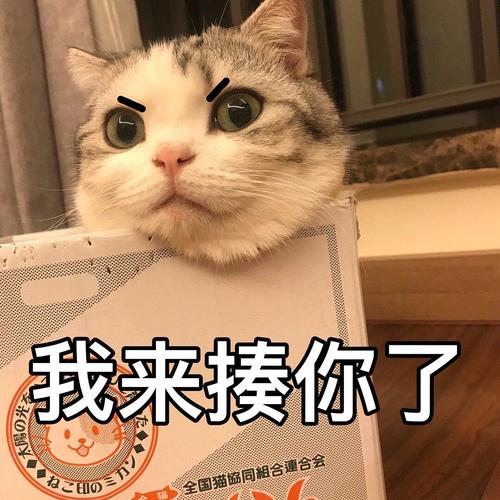 我来揍你了 全国猫岛同相合運合会