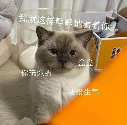 我就这样静静地看着你 盒盒 你玩你的 我没生气