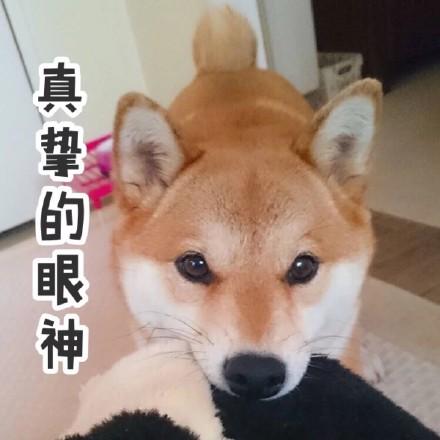 真挚的眼神