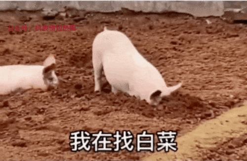 我在找白菜