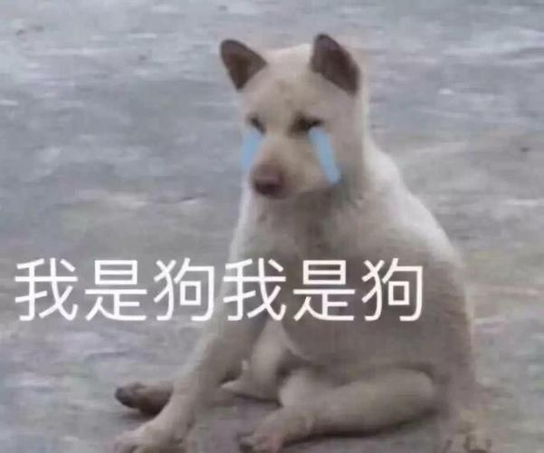 我是狗我是狗
