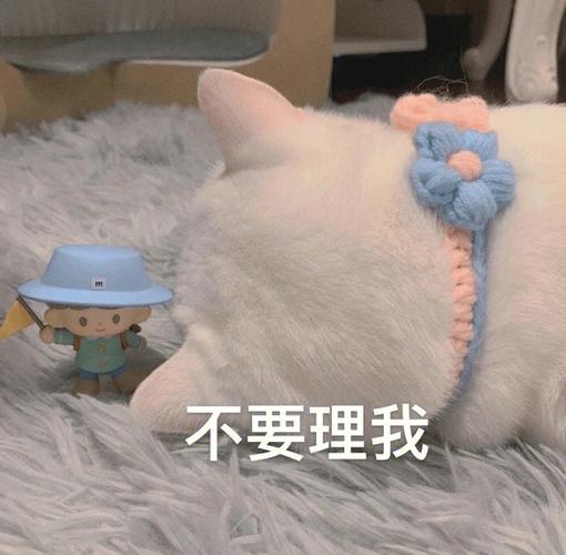 不要理我