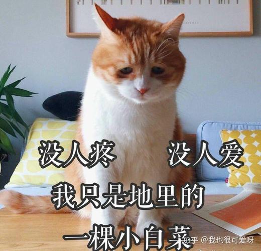 没人疼 没人爱 我只是地里的 一棵小白菜 @我也很可爱呀