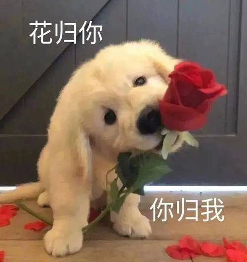 花归你 你归我