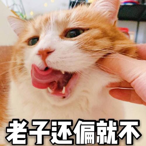 老子还偏就不
