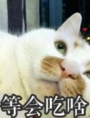 等会吃啥