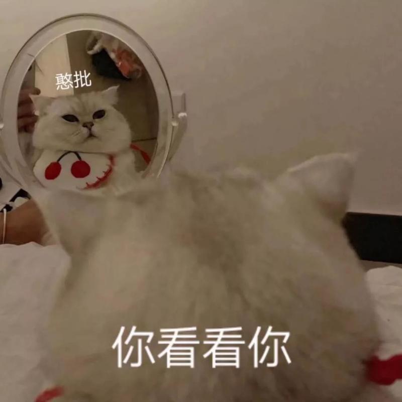 憨批 你看看你