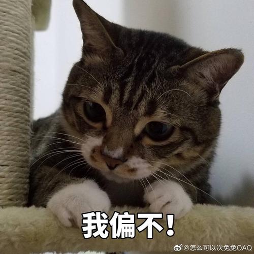 我偏不！ @怎么可以次免免QAQ