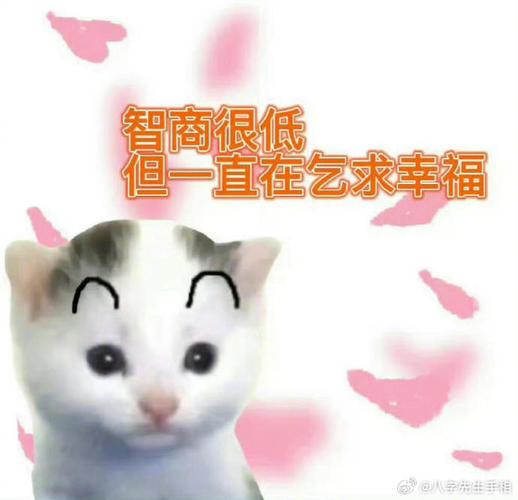 智商很低 但一直在乞求幸福